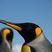 King Penguin